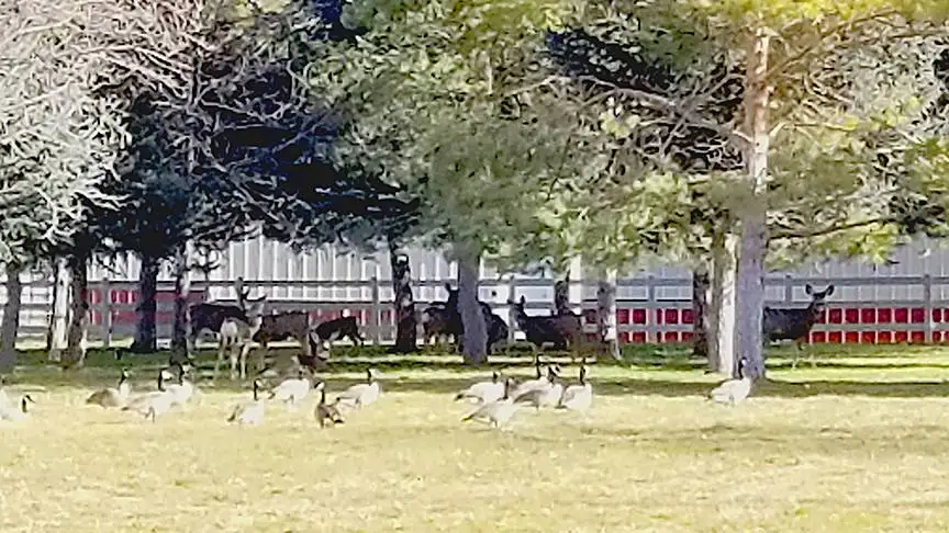 Geese and Deer copy